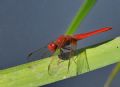 Crocothemis erythraea